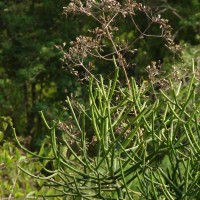 Euphorbia tirucalli L.